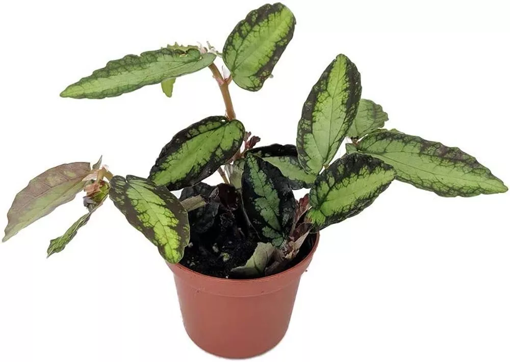 Daveauana Begonia Pellionia Rainbow Terrarium Fairys Indoors Live Plant ... - $43.80