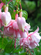 Fuchsia Pink, Double Flowers Fresh Seeds - £5.58 GBP