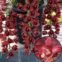 Rare Wild Orchids Dark Red Colors Perennial Flowers, 100 Seeds, light fragrant i - £2.78 GBP
