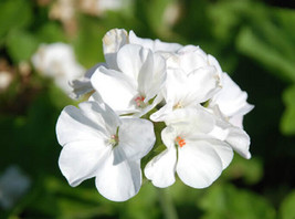 US Seller Free Shipping 15 Coated Geranium Pinto White Geranium Seeds - $14.75