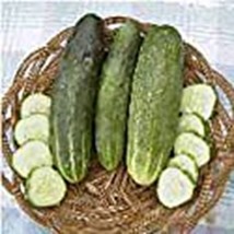 Ashley Cucumbers Seeds (((25 Seed Packet))) (More Heirloom, Organic, Non GMO, Ve - $4.75