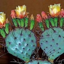 Prickly Pear Collection Opuntia Mix 15 seeds colorful cactus tasty fruit showy b - £12.04 GBP