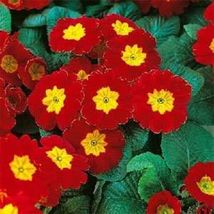 AF - 15+ Primrose Flower Seeds / Perennial / Red Aucaulis - £5.14 GBP