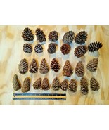 Natural Pine Cones Crafting Wreaths Seasonal Lot of 27 - Size 2&quot; to 4&quot; - $8.86