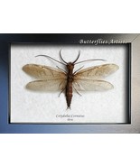 Real Dobson Fly Monster Insect Corydalus Cornutus Framed Entomology Shad... - $130.45 CAD