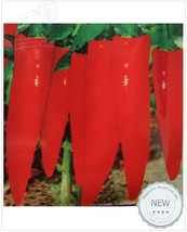 1 Original Pack, 800 seeds / pack, Early Varieties Long Red Hot Chili Pepper, No - £9.58 GBP