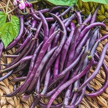 Purple Queen Bush Beans Vegetable Best Tasting Fresh Seeds USA - $14.42