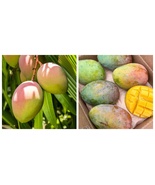 Seedling Glenn Mango mangifera Indica Tropical Live Fruit Tree - £58.90 GBP