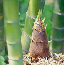SD 50Giant Moso Bamboo Seeds Perennial Evergreen Grows Edible Garden Seeds - $8.20