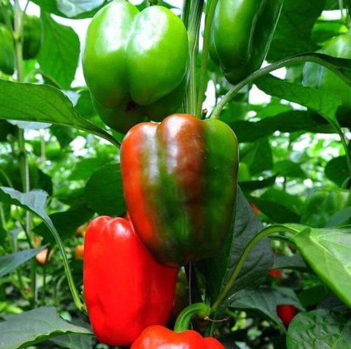 Giant 50  California Wonder Bell Sweet pepper Seeds Heirloom Non-GMO Fresh - $3.65