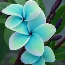 5 Blue Plumeria Perennial Flower Seeds - $13.95