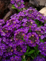 HGBO 60 Seeds Violet Queen Fragrant Alysum Flower Seeds Reseeds From US - $8.35