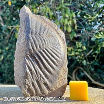 RARE Ogyginus corndensis Welsh Trilobite Partial Fossil Impression – - £11.38 GBP