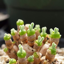Green Dicrocaulon Ramulosum Green Succulent Plant Seeds for Your Garden - $11.37