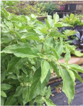 100Pcs Ashwagandha Seeds Fresh Seeds - $5.19
