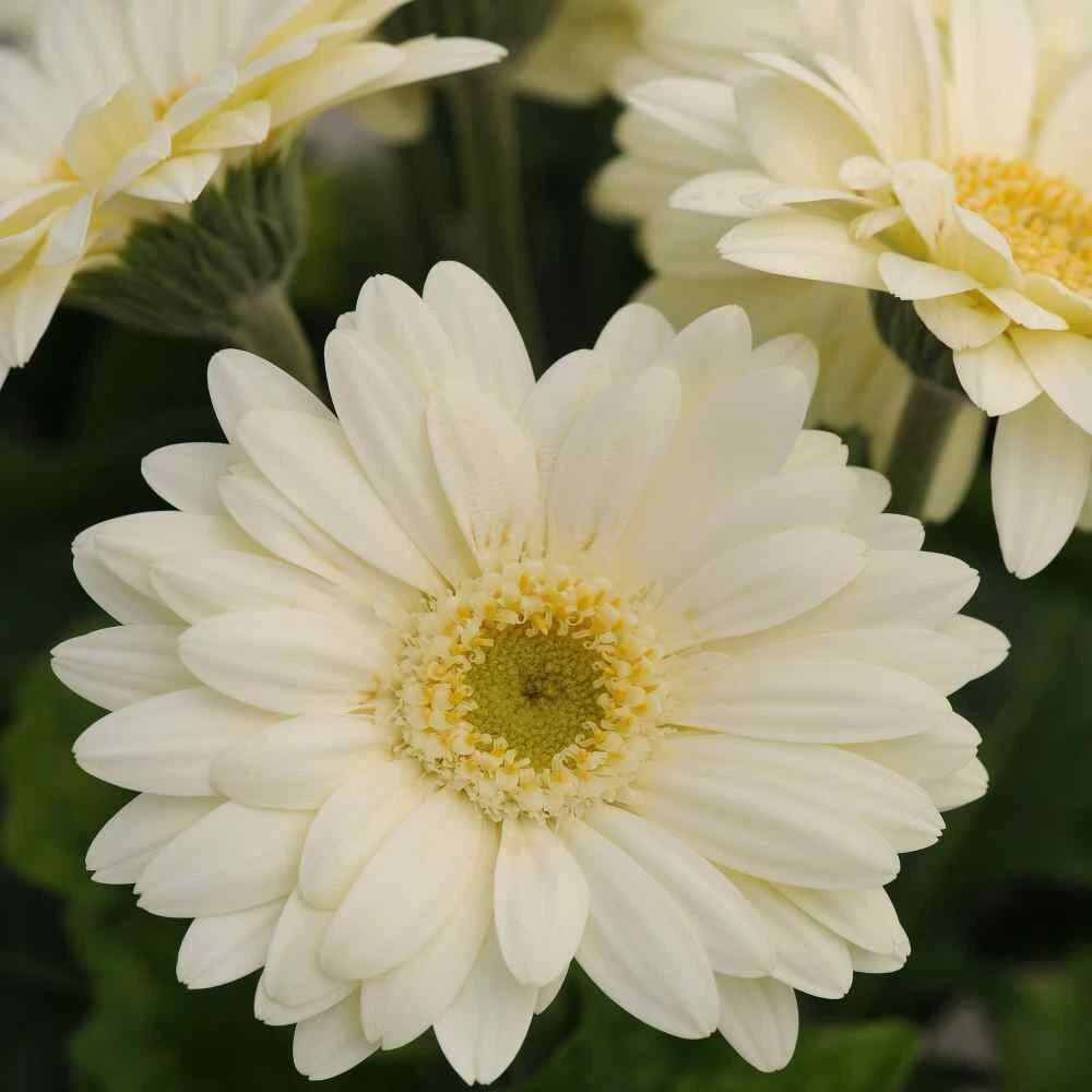 200 Light Yellow Gerbera Daisy Seeds Planting Fresh Seeds - $9.86