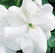 50 Pc Seeds Accent Premium White Impatiens Flower, Impatiens Seeds | RK - £16.83 GBP
