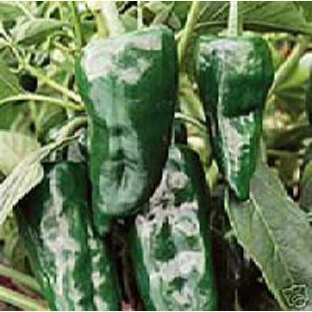 Primary image for 25 Seeds Poblano Ancho Green Peppers Fresh Vegetables Garden
