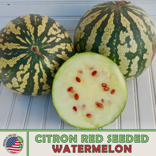 10 Citron Red Ed Watermelon Fresh Seeds - £10.14 GBP