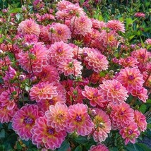 25 Pacific View Dahlia Perennial Flowers Seeds Flowering Bloom Fresh Gar... - $8.98