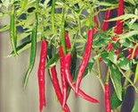 50 Hot Cayenne Long Slim Pepper Seeds Heirloom &amp; Non-Gmo Fresh Seeds Fas... - $8.99