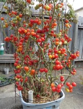 GIB 50 Seeds Easy To Grow Husky Cherry Tomato Juicy Vegetable Fresh Tomatoe - £6.73 GBP