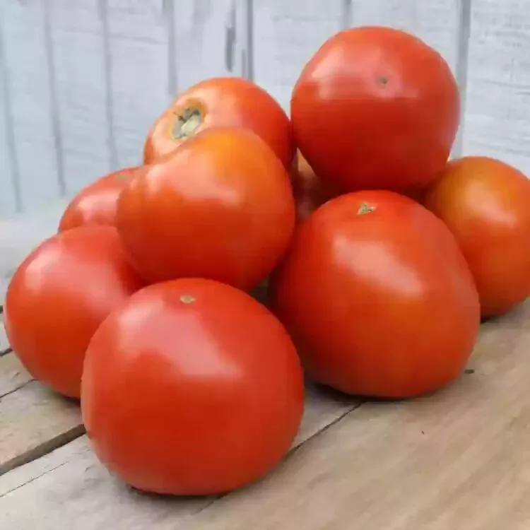 50 Seeds Valleycat Tomato Vegetable Garden - $9.85