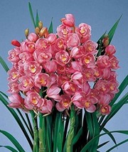 Chinese Cymbidium Orchid Flower Seeds - $8.49