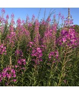Willowherb Seeds Epilobium Parviflorum Of 30 Seeds New Fresh US Shipping - $373.69 MXN