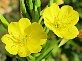 200 Dwarf Missouri Evening Primrose Flower Seeds Drought Groundcover Con... - £9.49 GBP