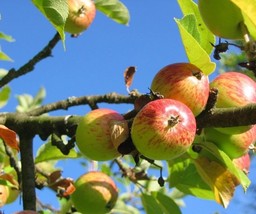 Orchard apple tree seedling fruit hardy edible pollinator, Wildlife LIVE... - $33.99