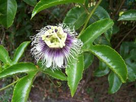 Passion Fruit - Possum Purple - Passiflora edulis - £26.73 GBP