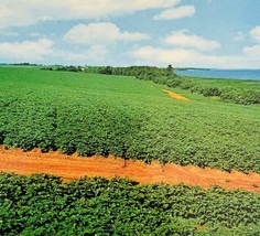 1978 Postcard Potato Fields Prince Edward Island PEI Island Farms Vintag... - $19.99