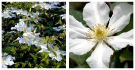 Huge Snow Whiite Flowers- Toki Clematis - 2.5&quot; Pot - Live Plant  - £33.96 GBP