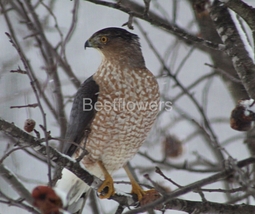 Cooper&#39;s Hawk in Tree Looking Sideways - 8x10 Framed Photograph - $25.00