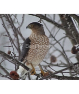 Cooper's Hawk in Tree Looking Sideways - 8x10 Framed Photograph - $25.00