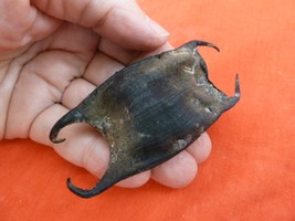 (s800-52) Shark or Skate egg case casing Chondrichthyes educational love... - $12.99