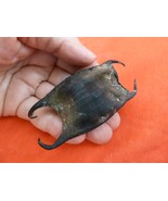 (s800-52) Shark or Skate egg case casing Chondrichthyes educational love... - €11,24 EUR (s800-52) Shark or Skate egg case casing Chondrichthyes educational love... - €11,24 EUR