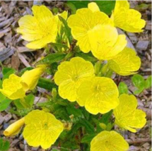 US Seller Fragrant Evening Primrose Plant Evening Grass Flores Seed Flower Plant - $10.90