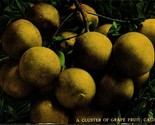 Cluster of Grapefruit From California CA UNP PNC Glosso Series DB Postca... - $8.87