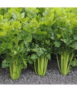 Organic Celery tall seeds - code 863 - 1gr - $91.84 MXN Organic Celery tall seeds - code 863 - 1gr - $91.84 MXN