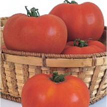 USA SELLER Celebrity Tomato Seeds Fast Shipping - £7.31 GBP