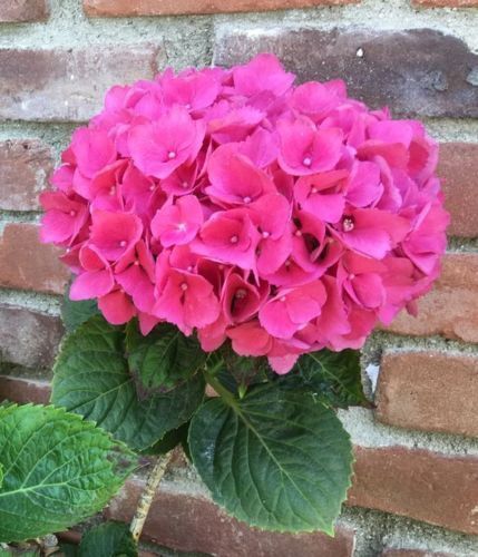 5 Pink Hydrangea Garden Shrub Flowers Flowers Perennial Seeds  - $15.99