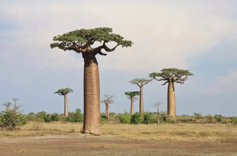 Baobab Tree Seeds 5 Seeds to Grow Highly Prized Baobab Tree Ships from Iowa - £14.24 GBP