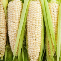 Silver Queen Sweet White Corn Seeds Untreated Shoepeg Fresh Vegetable Seed  - £4.76 GBP