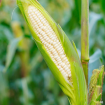 90 Pcs Silver Queen Sweet White Corn Seeds #MNTS - £15.74 GBP