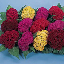 50 Celosia Seeds Amigo Mix Seeds Fresh Garden USA SELLER - $20.75