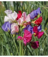 Sweet Pea Mammoth Flower Mix Lathyrus Fragrant 5 Tall Vine 25 Seeds Easy... - $204.81 MXN