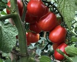30 Seeds Napoli Tomato Seeds Heirloom Organic Non Gmo Fresh Fast Shipping - £7.12 GBP