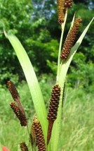 THJAR Pinecone Cattail Seeds For Planting (50 Seeds) Carex Shortiana Sho... - £15.75 GBP